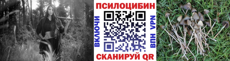 Купить  Гремячинск  Галлюциногенные грибы Psilocybine cubensis 